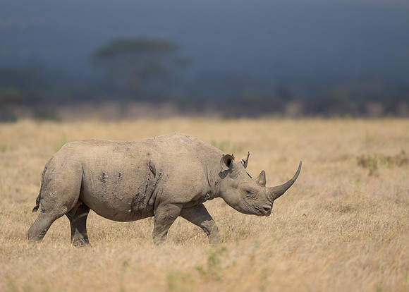Black Rhinoceros
