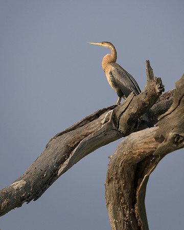 African Darter