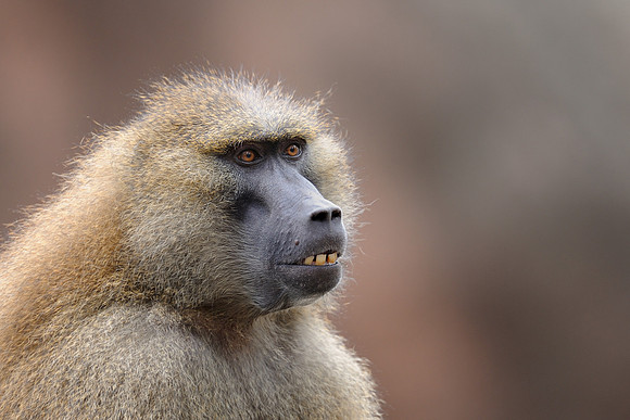 Baboon