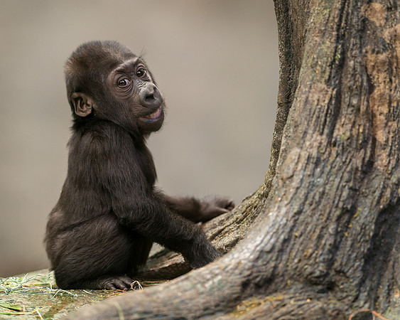 Infant gorilla