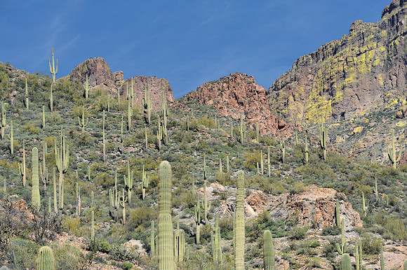 Desert landscape