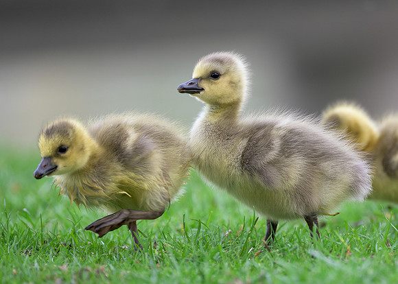 Gosling