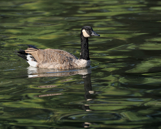 Canada goose