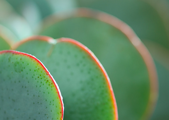 Leaf Edges