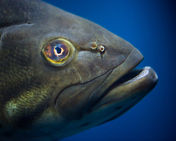 Smallmouth Bass