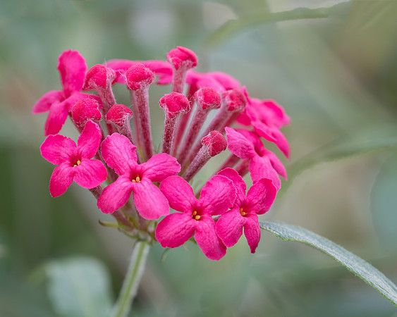 Pink flower