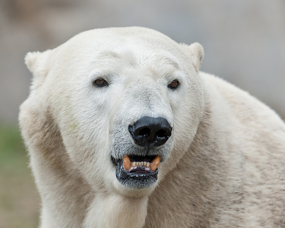 Polar bear