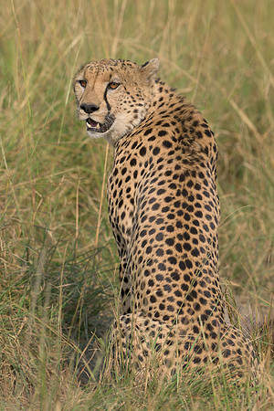 Cheetah