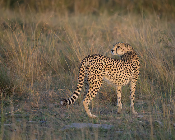 Cheetah