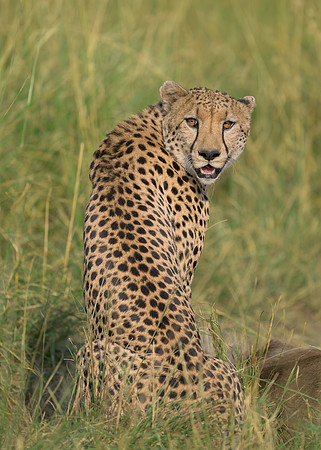 Cheetah