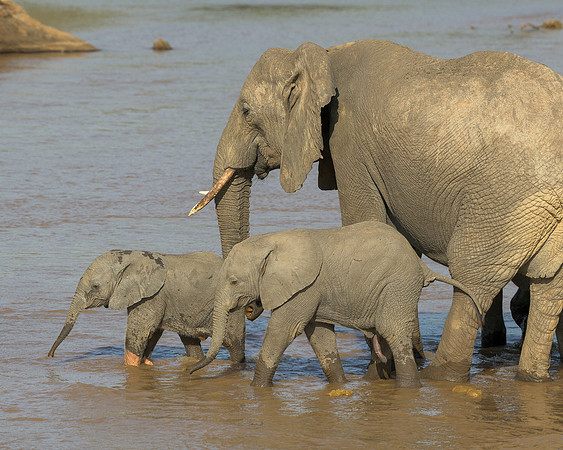 African Elephants