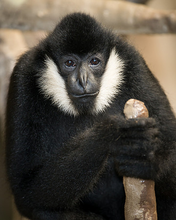 White-cheeked gibbon