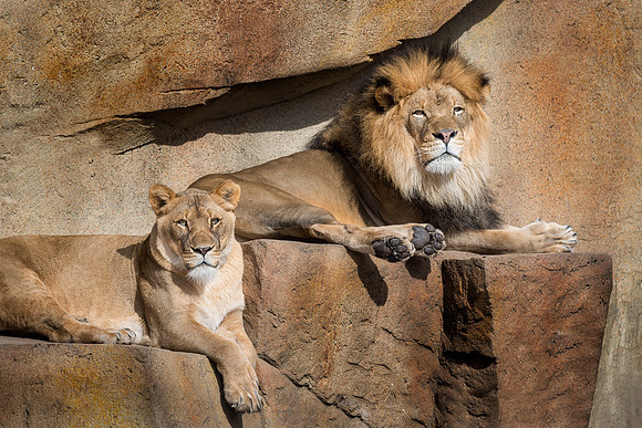 Lions on the ledge