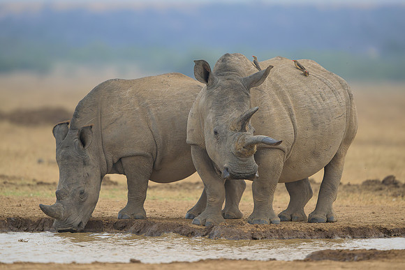 White Rhinoceroses