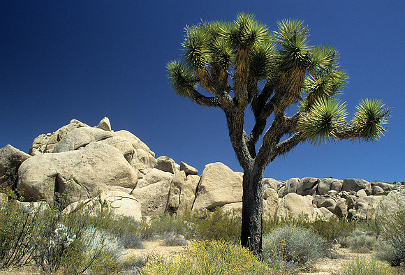 Joshua Tree National Monument