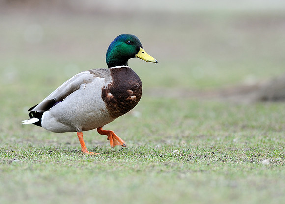 Walking duck