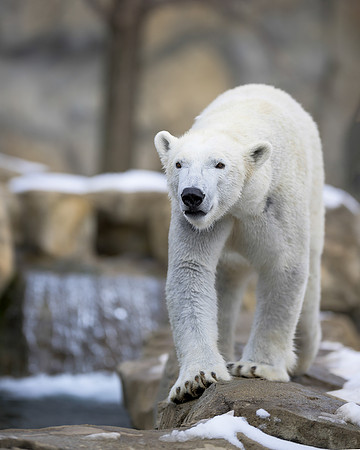Polar bear