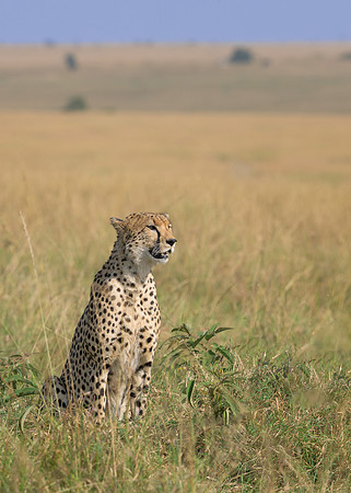 Cheetah