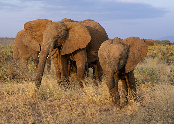 African Elephants
