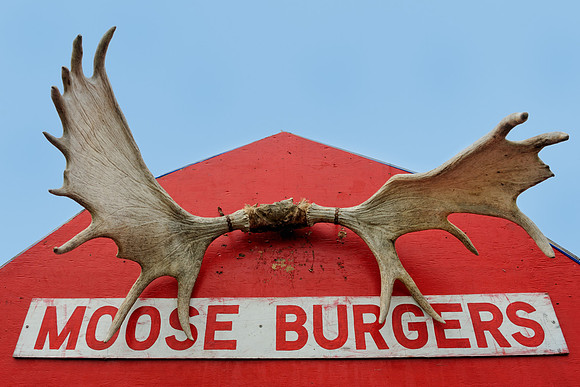 Moose burgers
