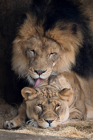 African lions