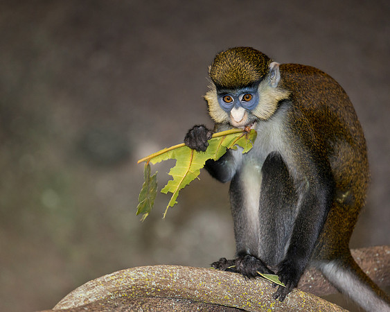 Red-tailed monkey