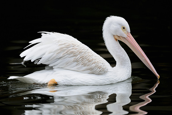 Pelican reflections