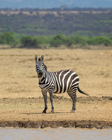 Zebras