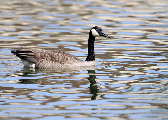 Canada goose in water