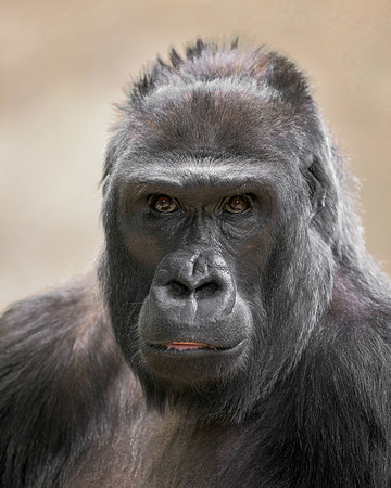 Western lowland gorilla