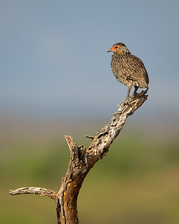 Red-necked Spurfowl