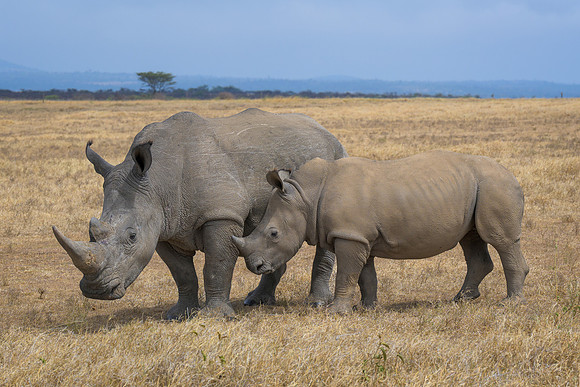 White Rhinoceroses