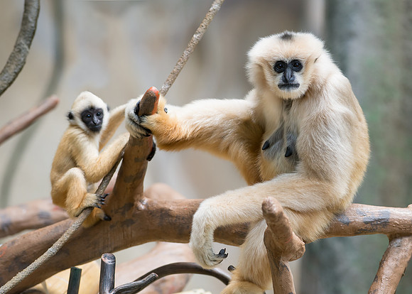 White-cheeked gibbon