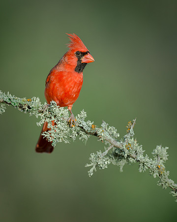 Northern cardinal