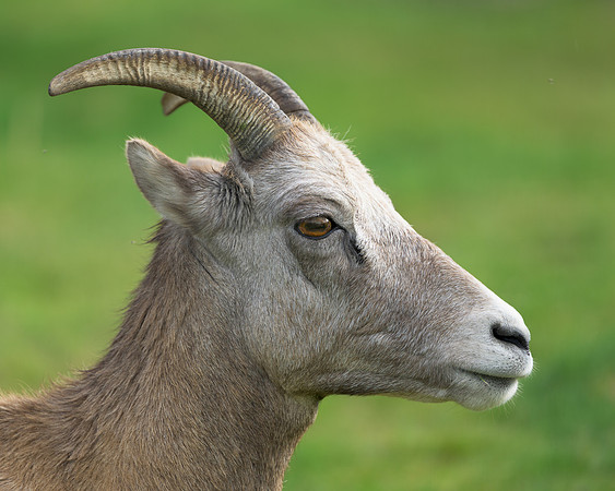 Bighorn sheep