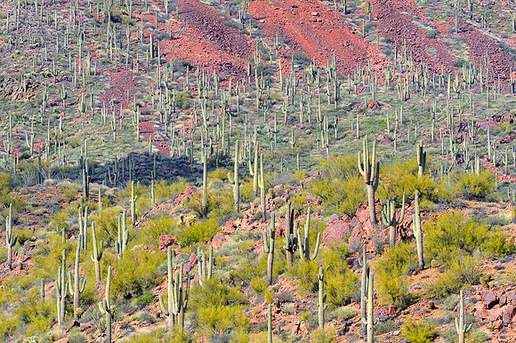 Saguaro cactus