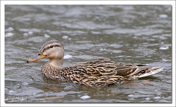 Duck