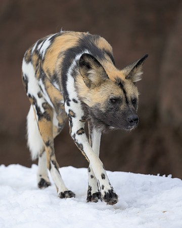 African Wild Dog