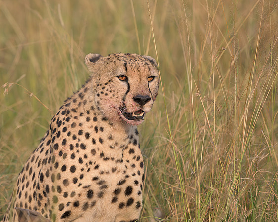 Cheetah