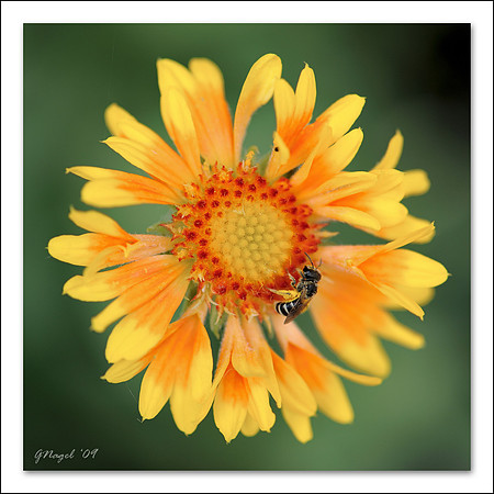Bee on flower