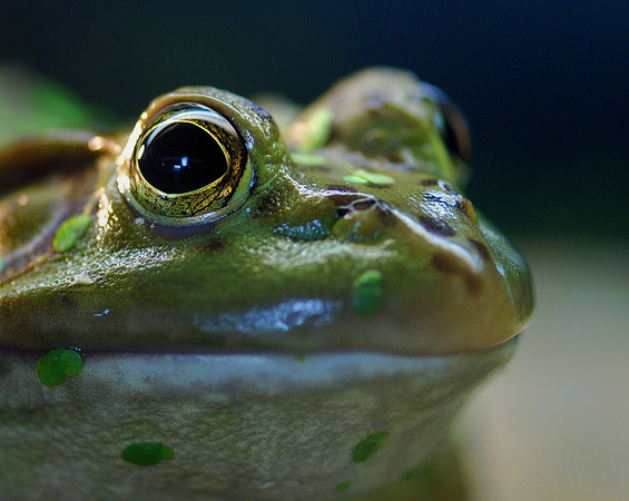 Frog portrait