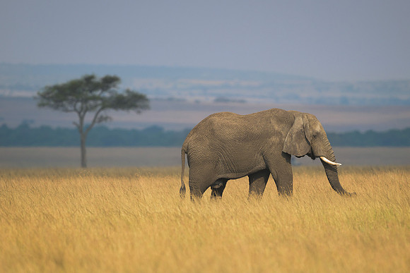Elephant