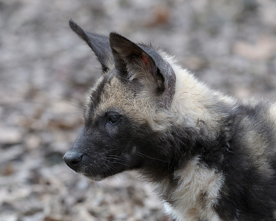 African wild dog pup