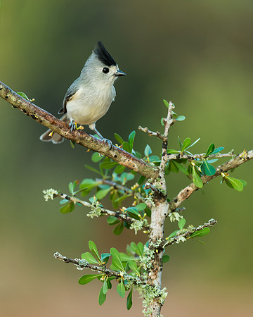 Black-crested titmouse