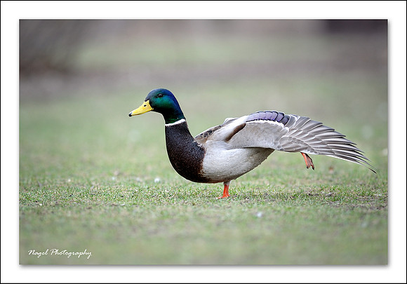 Duck