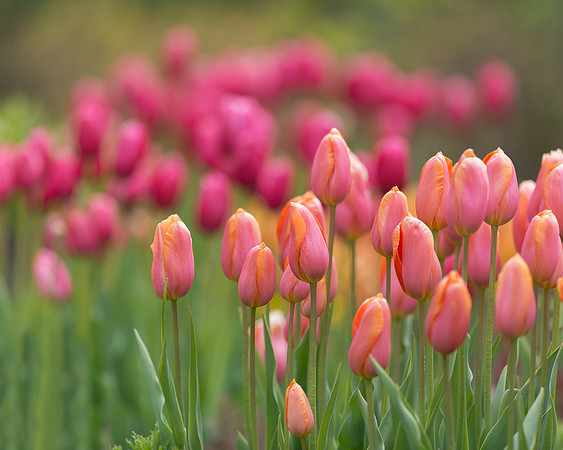 Tulips