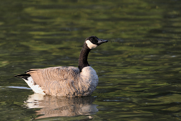 Canada goose