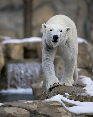 Polar bear