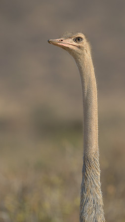 Ostrich