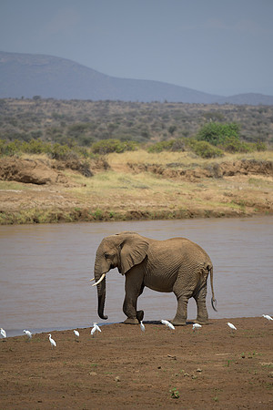 Elephant